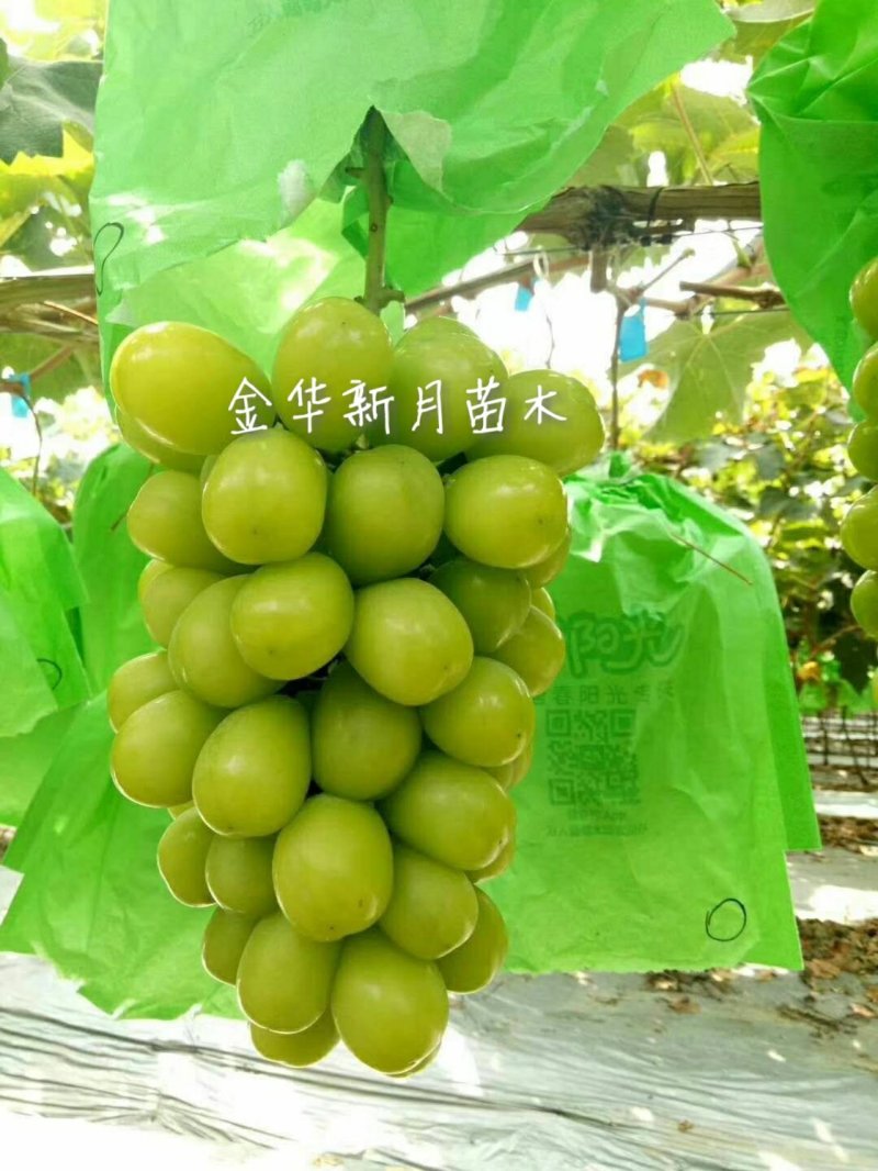 阳光玫瑰葡萄苗浙江金华葡萄苗，5bb砧木嫁接苗