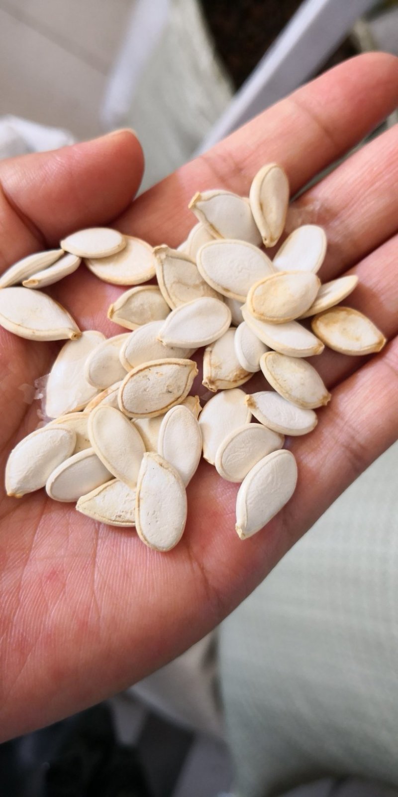 南瓜子中药材用河北干货量大从优
