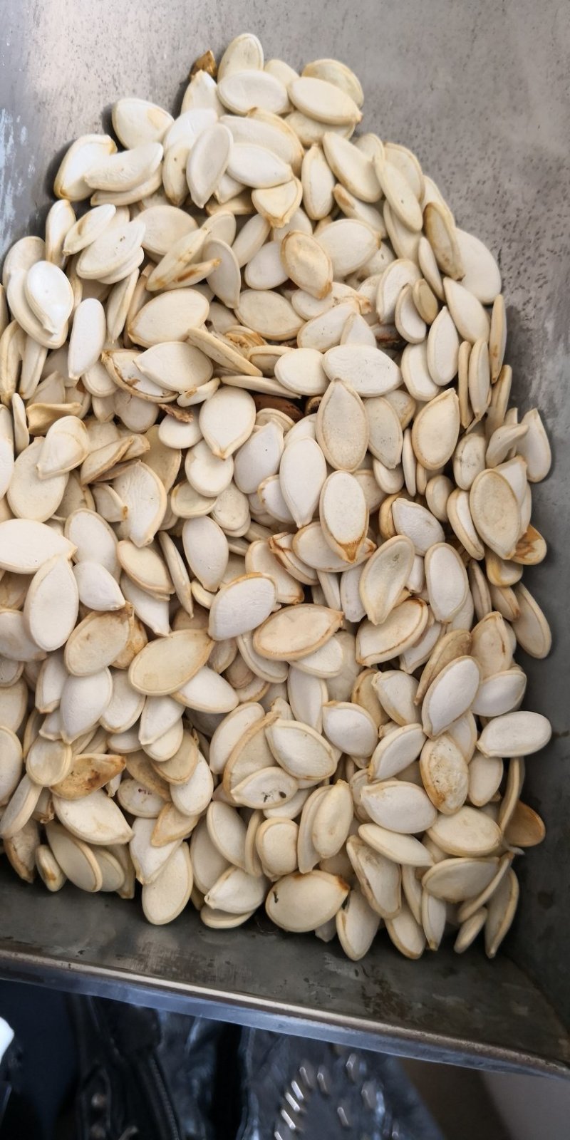 南瓜子中药材用河北干货量大从优