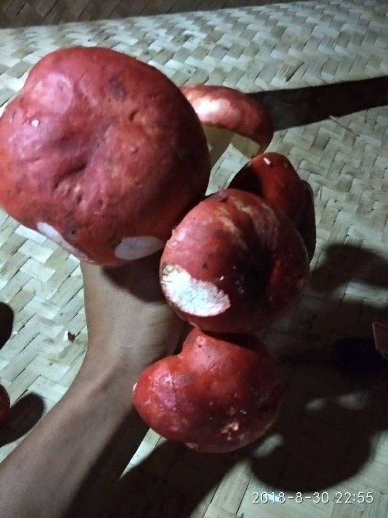 鸡枞红菇