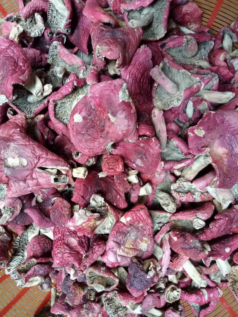 鸡枞红菇