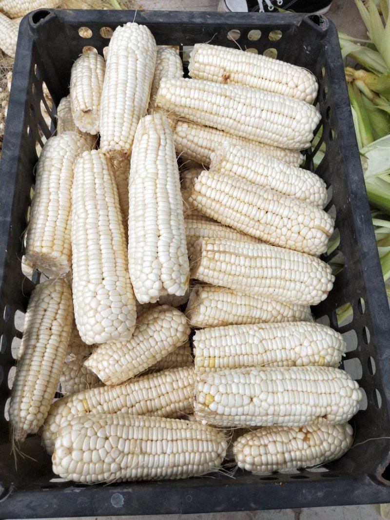 糯甜玉米