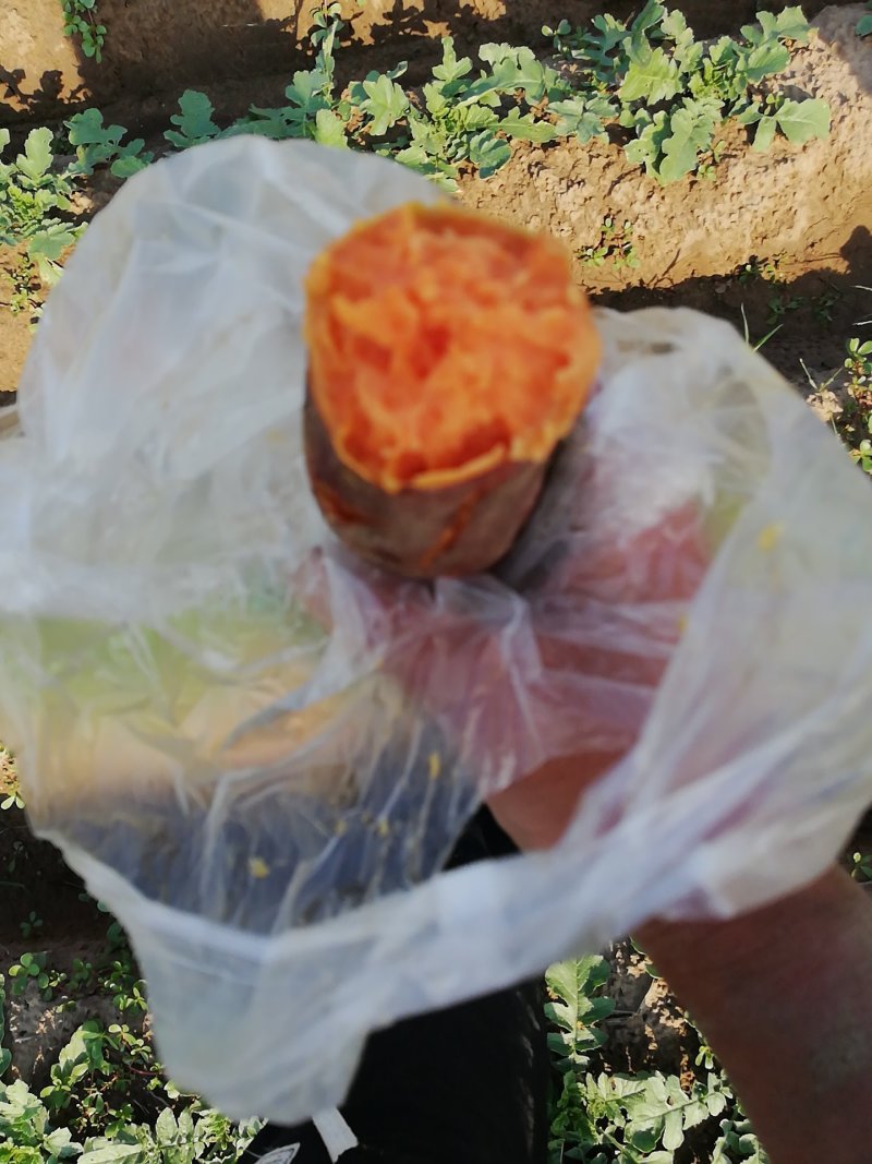 龙九，西瓜红，烟薯