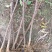 基地出售优质花椒苗，大红袍花椒苗，品种纯正，批发零售价格