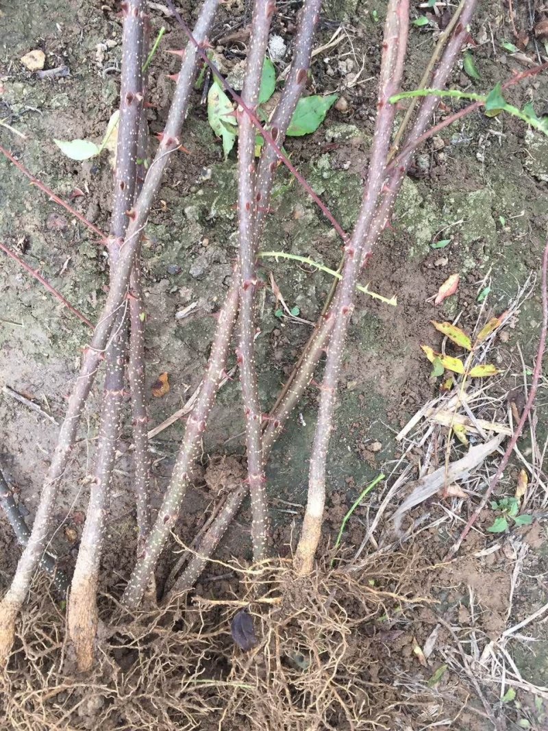 基地出售优质花椒苗，大红袍花椒苗，品种纯正，批发零售价格