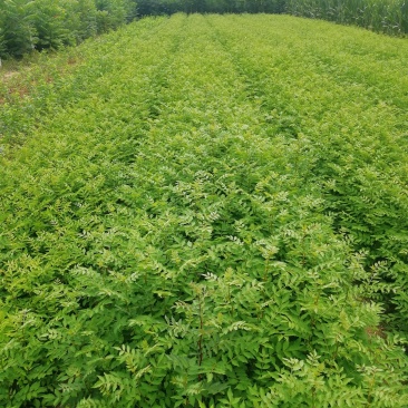 基地出售优质花椒苗，大红袍花椒苗，品种纯正，批发零售价格