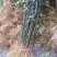基地出售优质花椒苗，大红袍花椒苗，品种纯正，批发零售价格