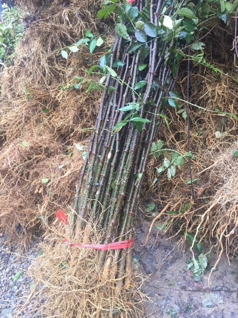 基地出售优质花椒苗，大红袍花椒苗，品种纯正，批发零售价格