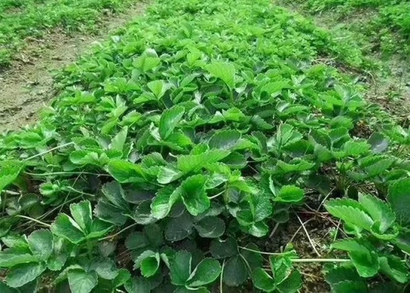 优质脱毒草莓苗，欢迎选购