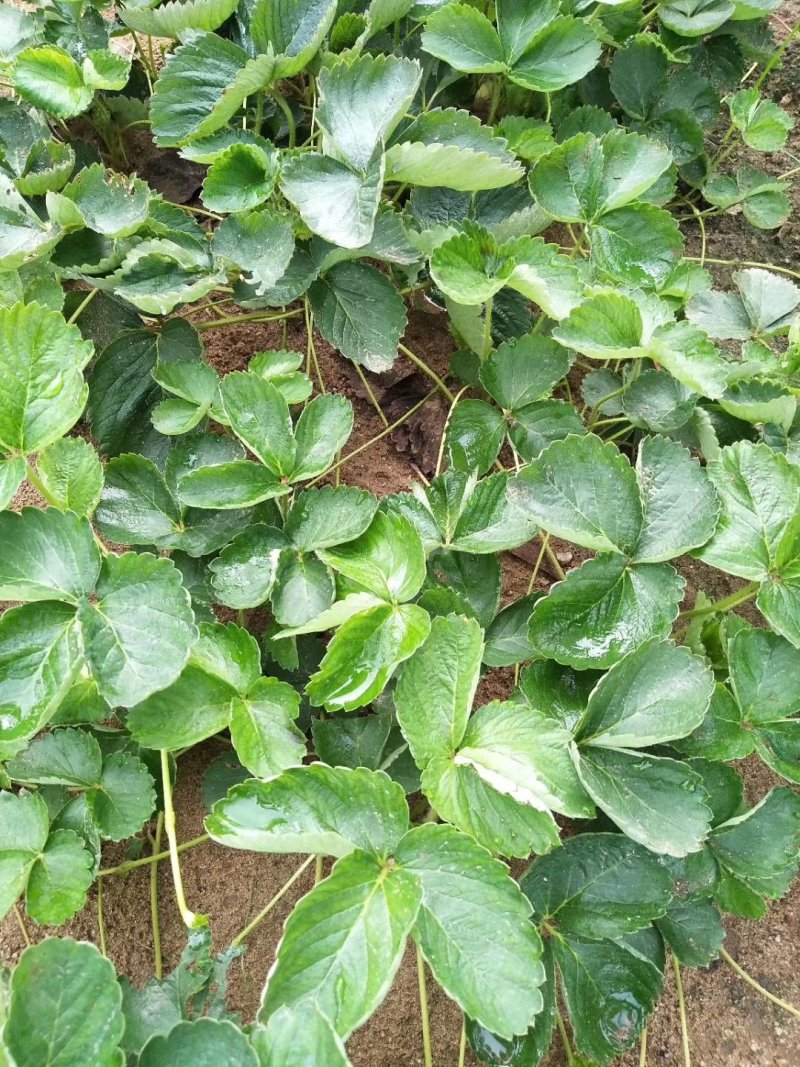 优质脱毒草莓苗，欢迎选购