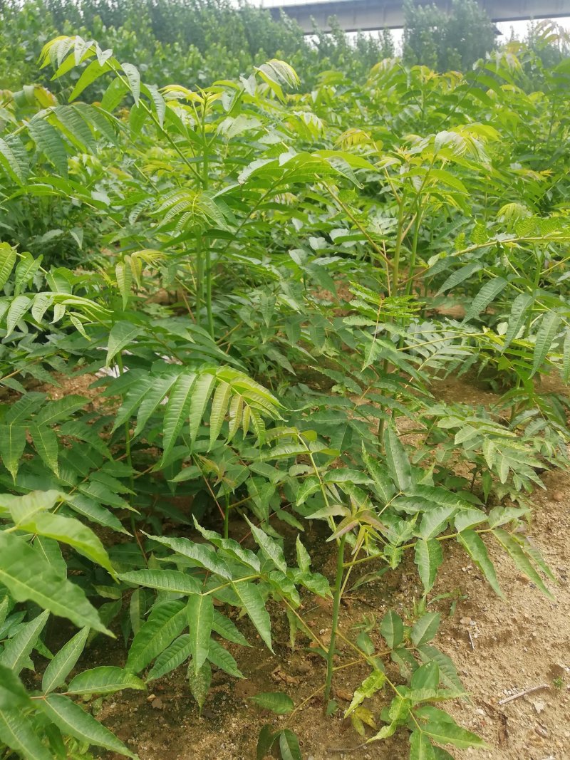 苗圃出售香椿苗批发零售价格
