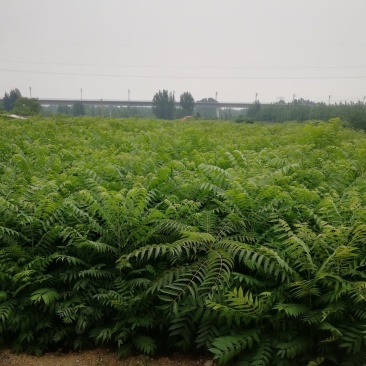 苗圃出售香椿苗批发零售价格