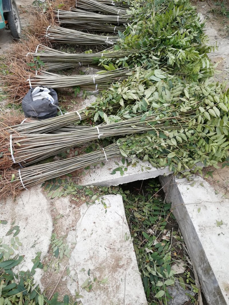 苗圃出售香椿苗批发零售价格
