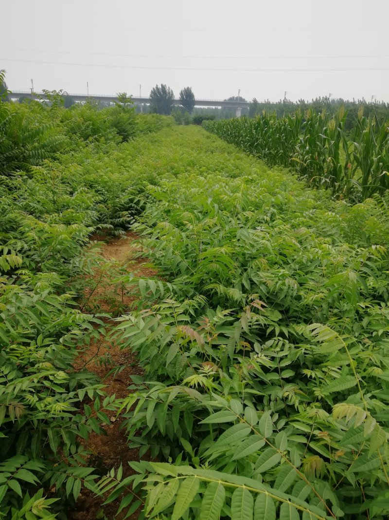 苗圃出售香椿苗批发零售价格