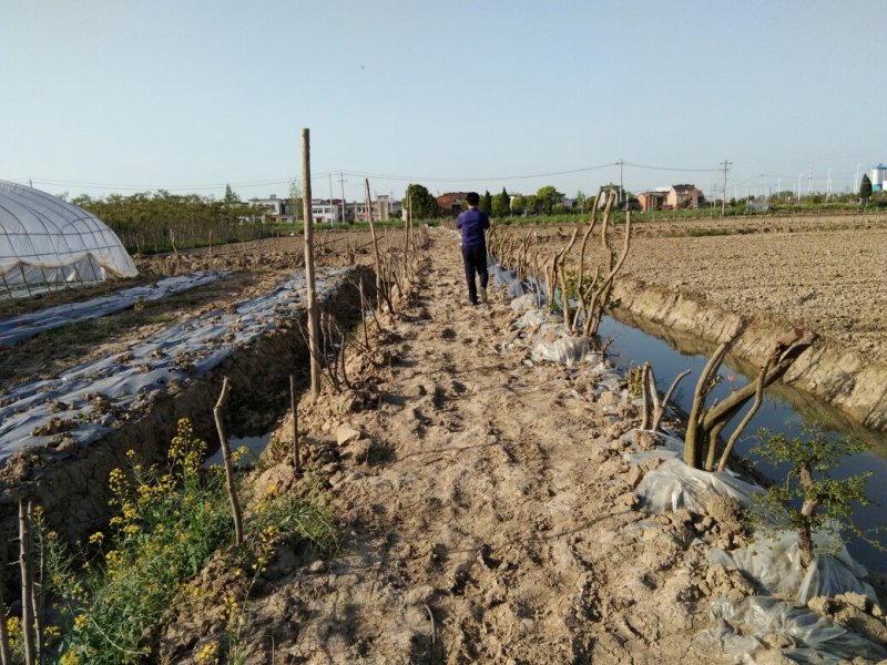 大埔乡村世界边205国道边土地低价转让