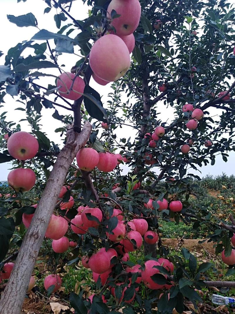 红将军苹果可以视频看货果园看货采摘质量保证价格美丽