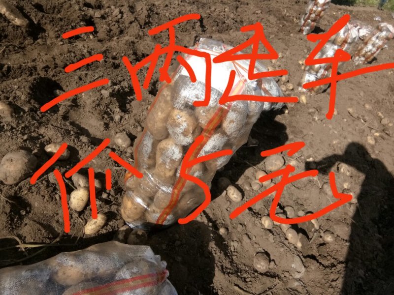 226三两起