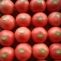 硬粉西红柿好通货大量供货中，质量好，需要的