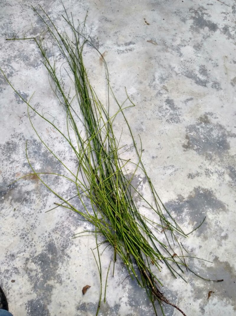 木贼草