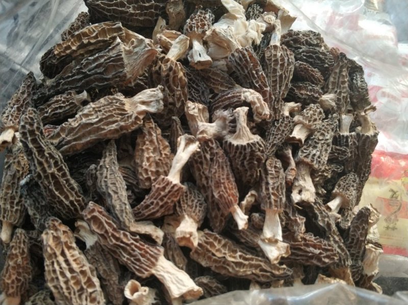 羊肚菌，野生。