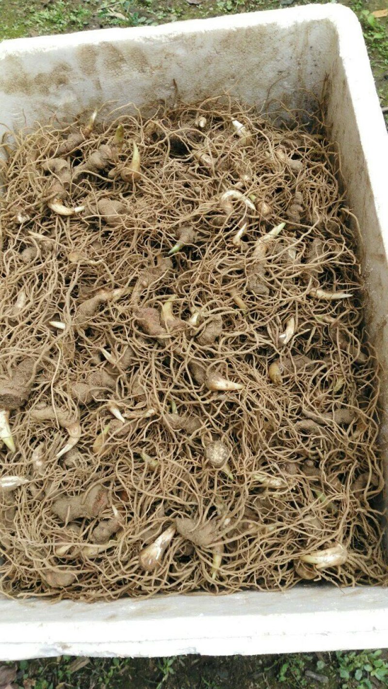 重楼种苗，七叶一支花种苗粉质重楼种苗华重楼
