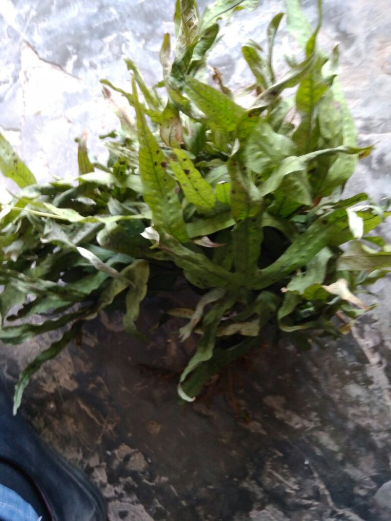金鸡脚