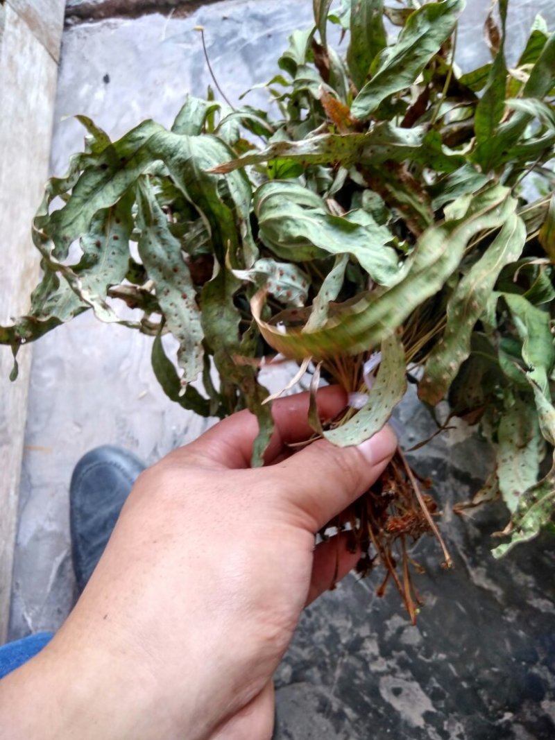 金鸡脚