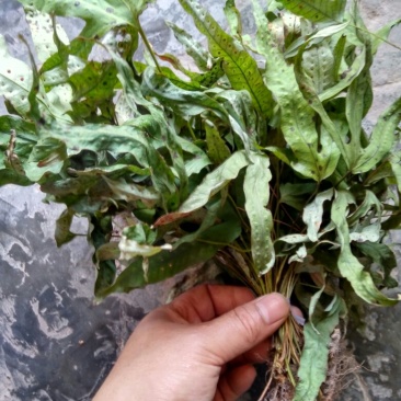 金鸡脚