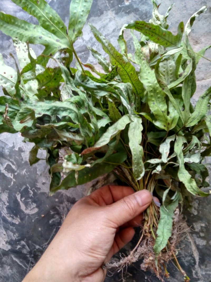 金鸡脚