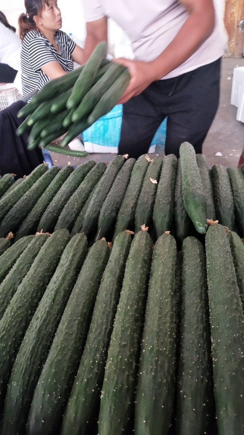 有香菜油菜油麦精品