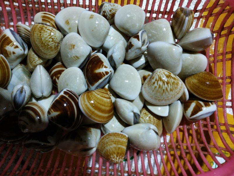 沙白贝