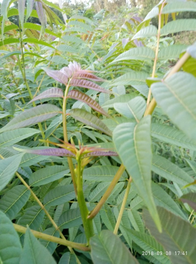 红油香椿苗价格泰山红油香椿树苗基地大棚香椿苗包技术