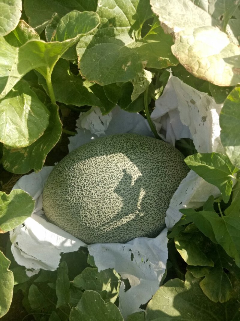 新疆精品西州蜜