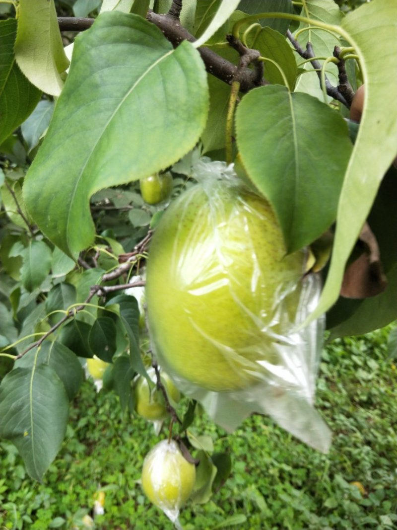 雪花梨，鲜果