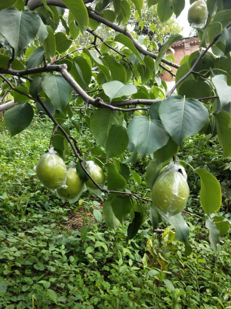 雪花梨，鲜果