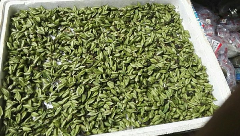 云南红根野蚕豆，种子