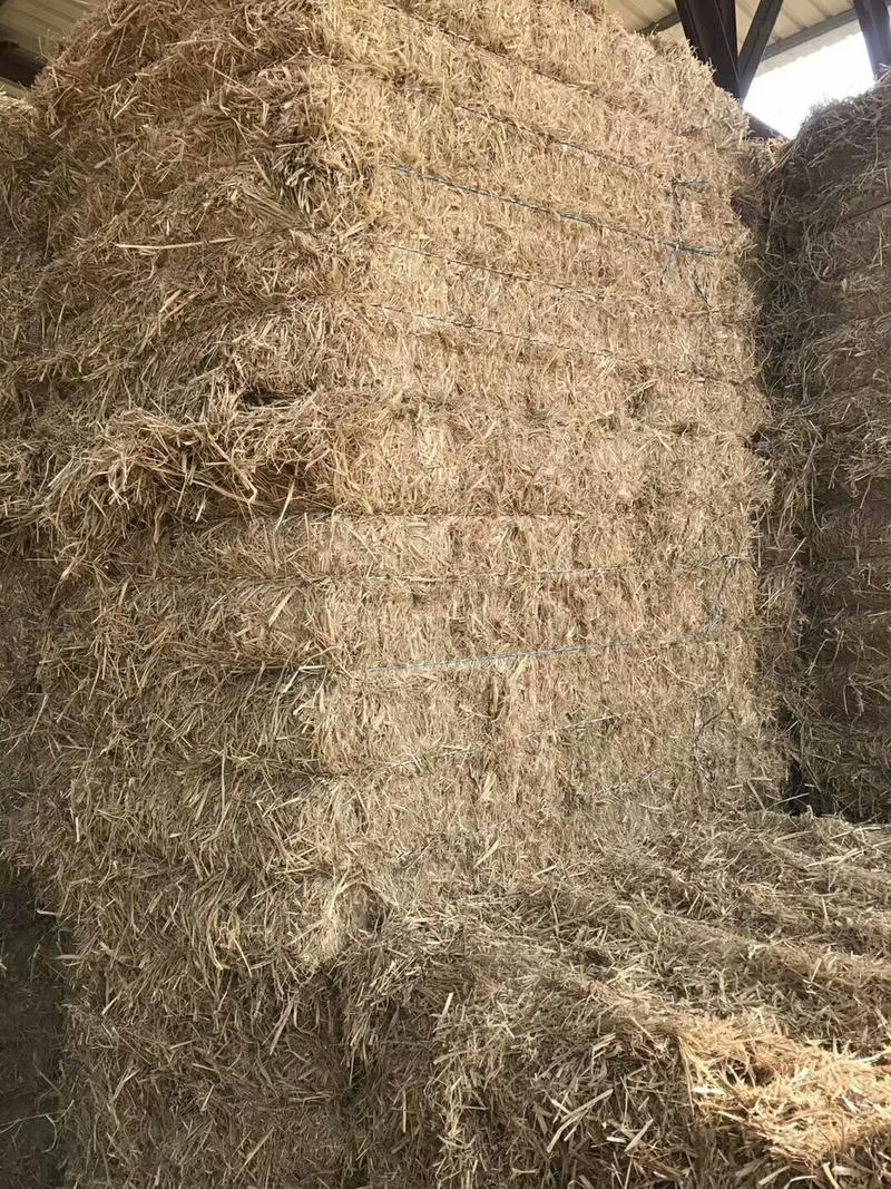 产地种植合作社供应大量稻草揉丝，轧段，粉碎打包稻无土无膜