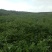 颠茄草2020年新草预售欢迎药厂前来考察洽谈