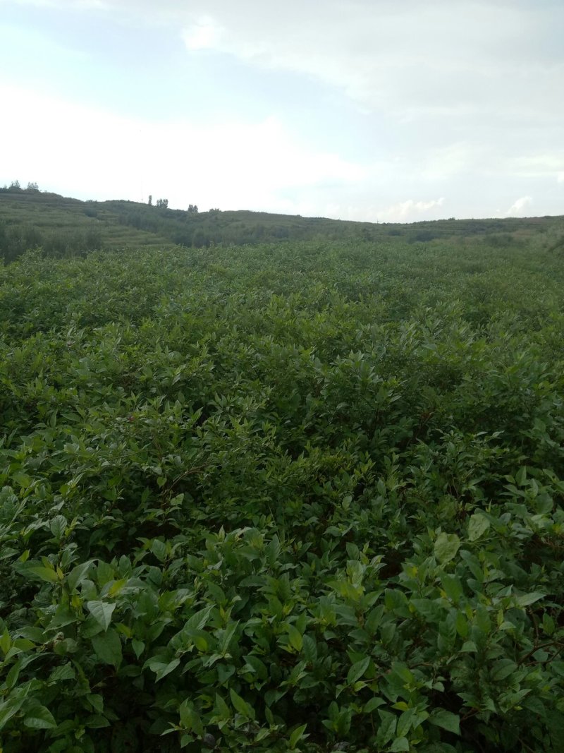 颠茄草2020年新草预售欢迎药厂前来考察洽谈