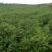 颠茄草2020年新草预售欢迎药厂前来考察洽谈