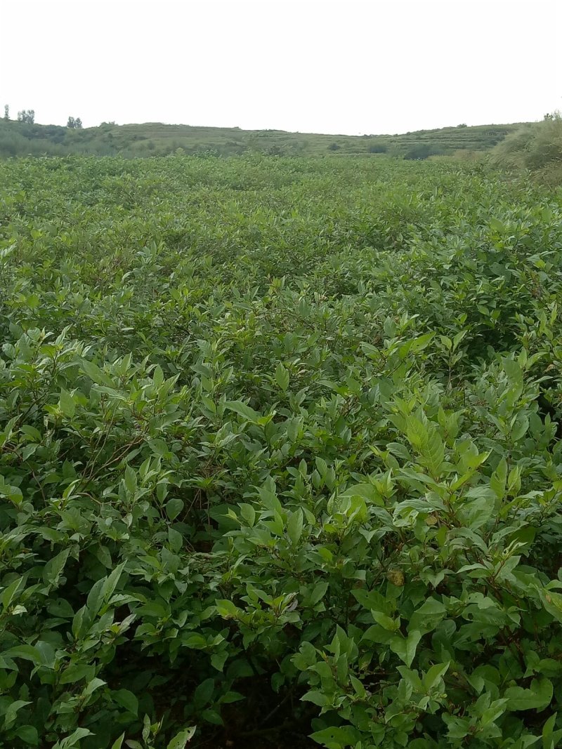 颠茄草2020年新草预售欢迎药厂前来考察洽谈