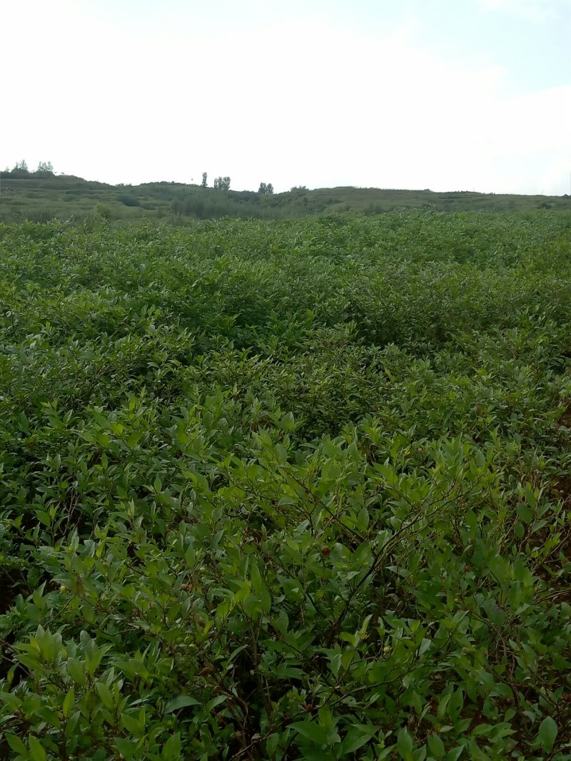 颠茄草2020年新草预售欢迎药厂前来考察洽谈