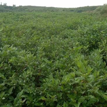 颠茄草2020新草欢迎各位老板前来考察