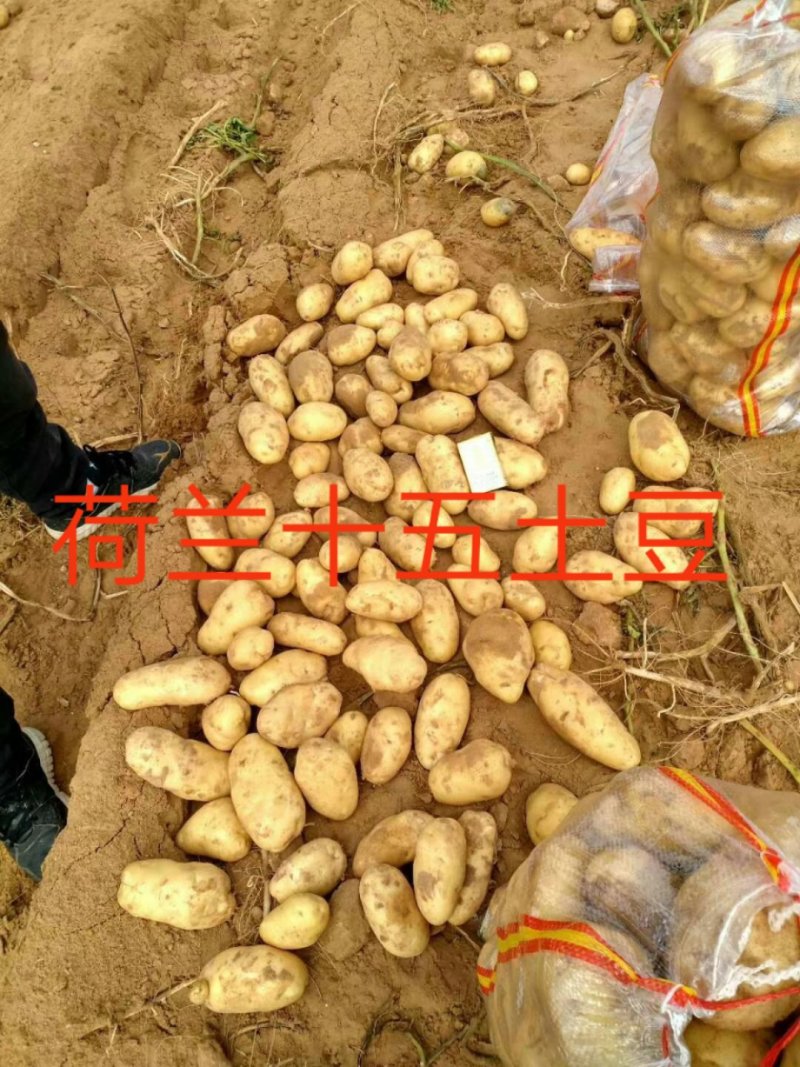 荷兰十五土豆薯行颜色一流