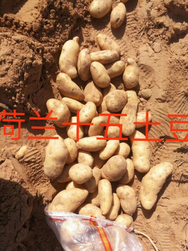 荷兰十五土豆薯行颜色一流