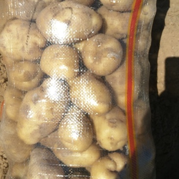 荷兰十五土豆薯行颜色一流
