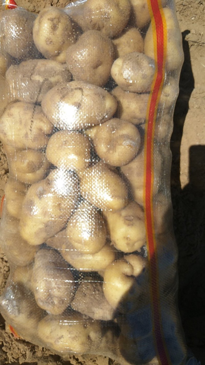 荷兰十五土豆薯行颜色一流