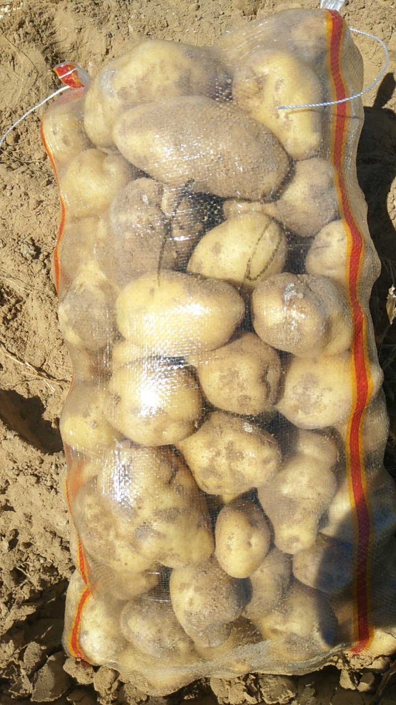 荷兰十五土豆薯行颜色一流