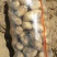 荷兰十五土豆薯行颜色一流