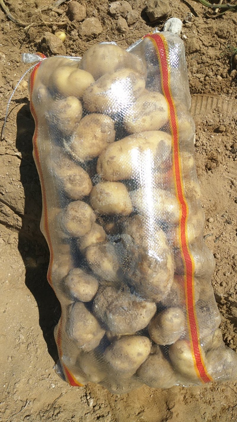 荷兰十五土豆薯行颜色一流